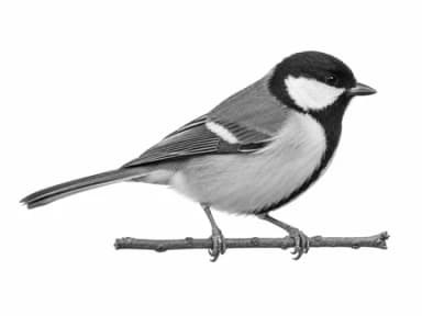 Generated monochrome picture of a songbird on a twig.